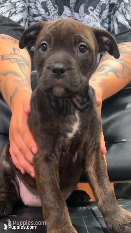 Rosie  – Rottweiler, American Bully puppy for sale in Arvada, CO