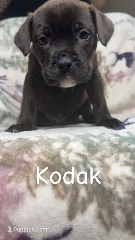 Kodak  – American Bulldog, Rottweiler puppy for sale in Arvada, CO