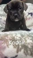 Kodak , a male American Bulldog and Rottweiler for sale in Arvada, CO – 1 of 1