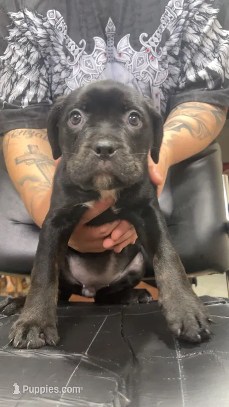 Kiki  – Rottweiler, American Bully puppy for sale in Arvada, CO