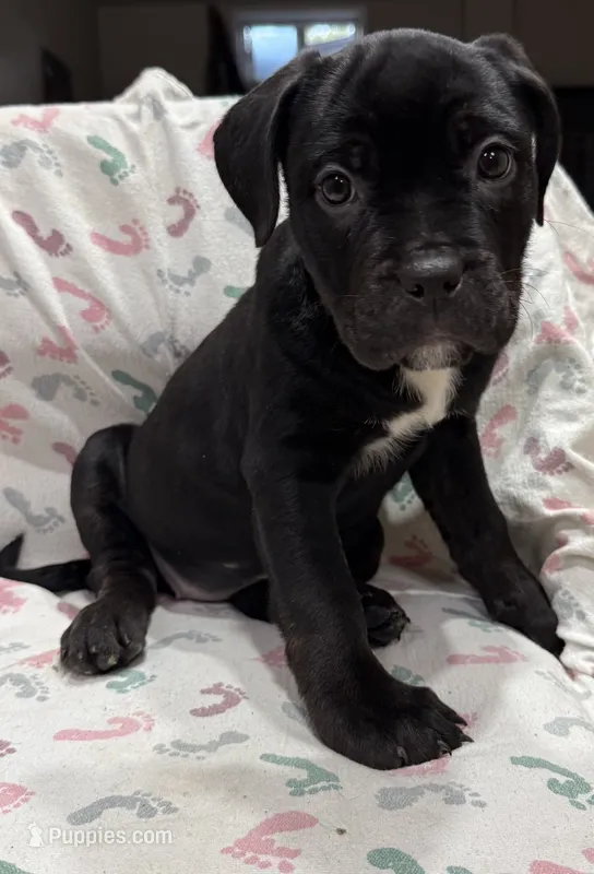 Kiki  – Rottweiler, American Bully puppy for sale in Arvada, CO