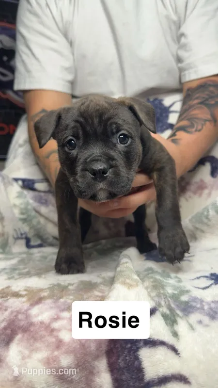 Rosie  – American Bulldog puppy for sale in Arvada, CO