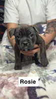Rosie , a female American Bulldog for sale in Arvada, CO – 1 of 1
