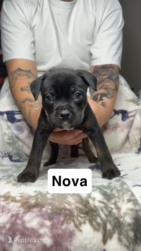 Nova  – American Bulldog, Rottweiler puppy for sale in Arvada, CO