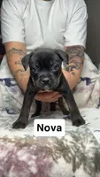 Nova , a female American Bulldog and Rottweiler for sale in Arvada, CO – 1 of 1