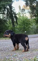 Rottweiler Puppy 8 wks old, a male Rottweiler for sale in Maple Valley, WA – 3 of 3