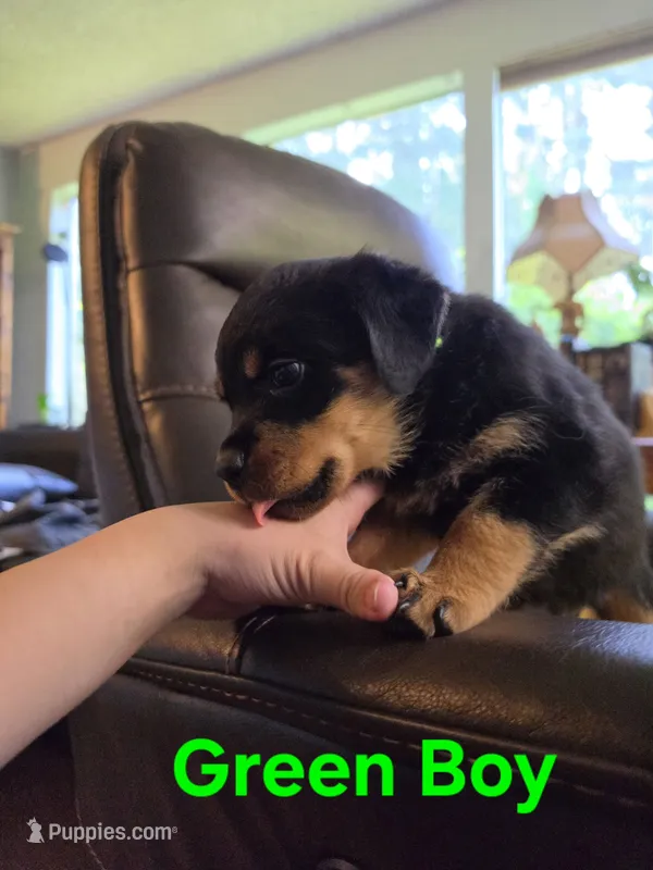 Green Boy Rottweiler – Rottweiler puppy for sale in Maple Valley, WA