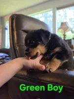 Green Boy Rottweiler, a male Rottweiler for sale in Maple Valley, WA – 1 of 1