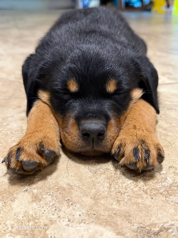 Rottweiler Puppy 8 wks old – Rottweiler puppy for sale in Maple Valley, WA