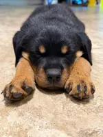 Rottweiler Puppy 8 wks old, a male Rottweiler for sale in Maple Valley, WA – 1 of 3