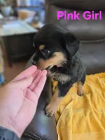 Pink Girl Rottweiler, a female Rottweiler for sale in Maple Valley, WA – 1 of 1