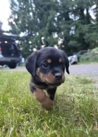 Rottweiler Puppy 8 wks old, a male Rottweiler for sale in Maple Valley, WA – 2 of 3