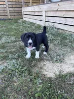 Millie, a female Great Pyrenees and American Pit Bull Terrier for sale in Monticello, KY – 6 of 10