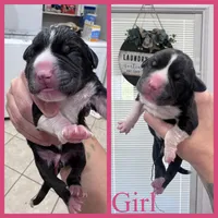 Millie, a female Great Pyrenees and American Pit Bull Terrier for sale in Monticello, KY – 2 of 10