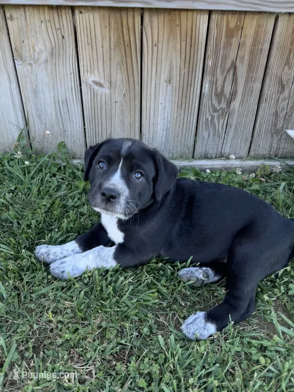 Coraline – Great Pyrenees, American Pit Bull Terrier puppy for sale in Monticello, KY