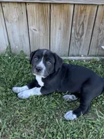 Coraline, a female Great Pyrenees and American Pit Bull Terrier for sale in Monticello, KY – 1 of 10