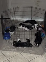 Millie, a female Great Pyrenees and American Pit Bull Terrier for sale in Monticello, KY – 7 of 10