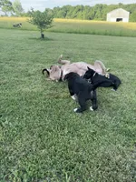 Millie, a female Great Pyrenees and American Pit Bull Terrier for sale in Monticello, KY – 9 of 10