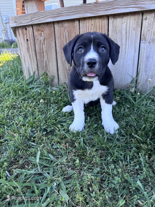 Millie – Great Pyrenees, American Pit Bull Terrier puppy for sale in Monticello, KY