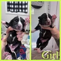 Coraline, a female Great Pyrenees and American Pit Bull Terrier for sale in Monticello, KY – 2 of 10