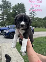 Millie, a female Great Pyrenees and American Pit Bull Terrier for sale in Monticello, KY – 5 of 10