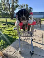 Coraline, a female Great Pyrenees and American Pit Bull Terrier for sale in Monticello, KY – 5 of 10