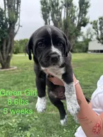 Coraline, a female Great Pyrenees and American Pit Bull Terrier for sale in Monticello, KY – 6 of 10