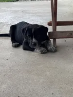 Coraline, a female Great Pyrenees and American Pit Bull Terrier for sale in Monticello, KY – 8 of 10