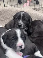 Coraline, a female Great Pyrenees and American Pit Bull Terrier for sale in Monticello, KY – 3 of 10