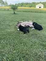 Millie, a female Great Pyrenees and American Pit Bull Terrier for sale in Monticello, KY – 10 of 10