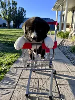Millie, a female Great Pyrenees and American Pit Bull Terrier for sale in Monticello, KY – 4 of 10