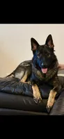 Ace, a male German Shepherd Dog for sale in Livingston Manor, NY – 1 of 4