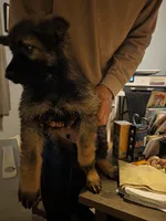 Xaden, a male German Shepherd Dog for sale in Roscoe, NY – 4 of 4