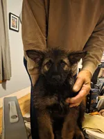 Xaden, a male German Shepherd Dog for sale in Roscoe, NY – 3 of 4