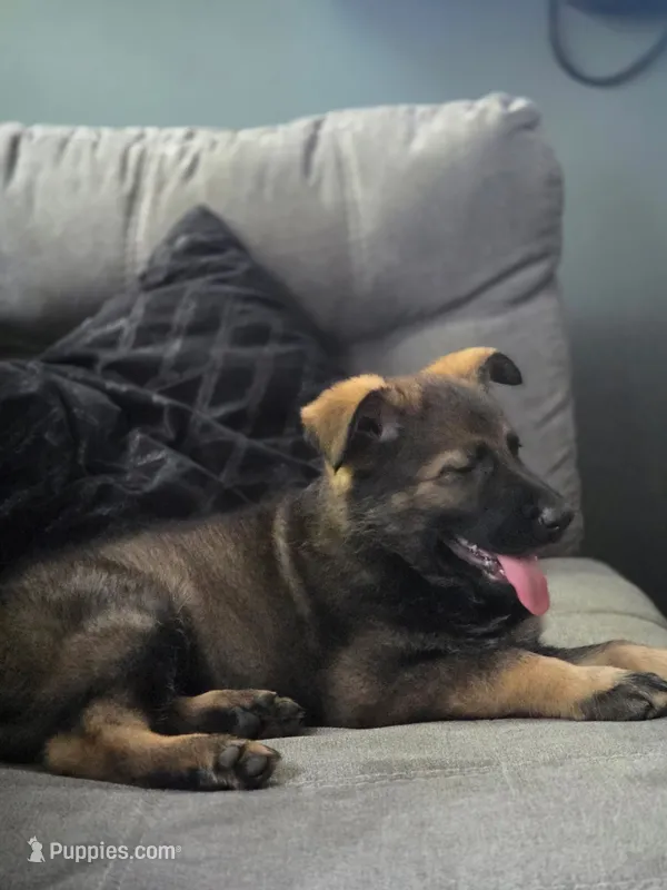 Sara – German Shepherd Dog puppy for sale in Livingston Manor, NY