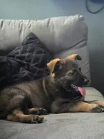 Sara, a female German Shepherd Dog for sale in Livingston Manor, NY – 1 of 3