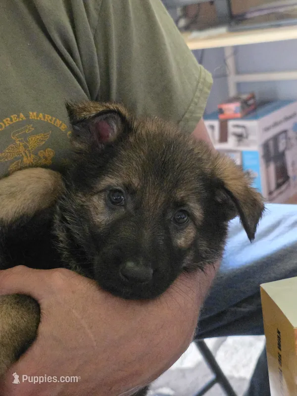 Sara – German Shepherd Dog puppy for sale in Roscoe, NY