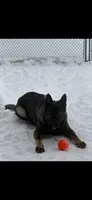 Ace, a male German Shepherd Dog for sale in Livingston Manor, NY – 3 of 4