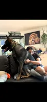 Ace, a male German Shepherd Dog for sale in Livingston Manor, NY – 4 of 4
