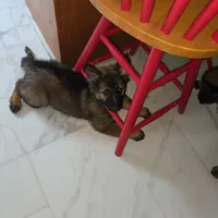 Freya, a female German Shepherd Dog for sale in Livingston Manor, NY – 4 of 4
