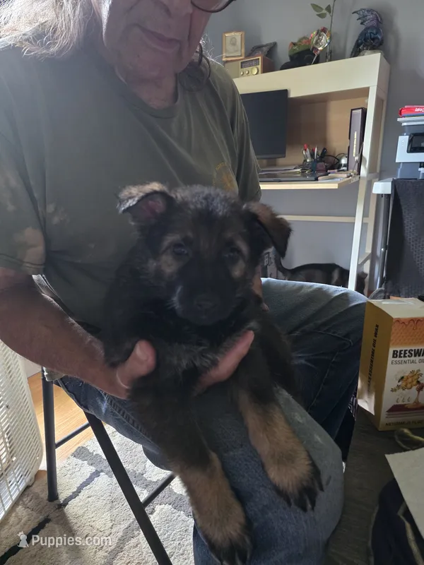 Minna – German Shepherd Dog puppy for sale in Roscoe, NY