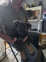 Minna, a female German Shepherd Dog for sale in Roscoe, NY – 1 of 1