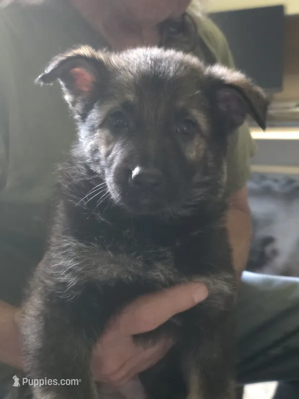 Freya – German Shepherd Dog puppy for sale in Roscoe, NY