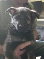 Freya, a female German Shepherd Dog for sale in Roscoe, NY – 1 of 1