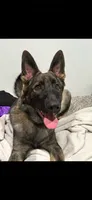 Ace, a male German Shepherd Dog for sale in Livingston Manor, NY – 2 of 4
