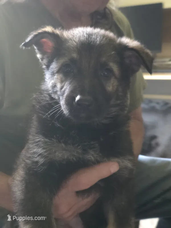 Freya – German Shepherd Dog puppy for sale in Roscoe, NY
