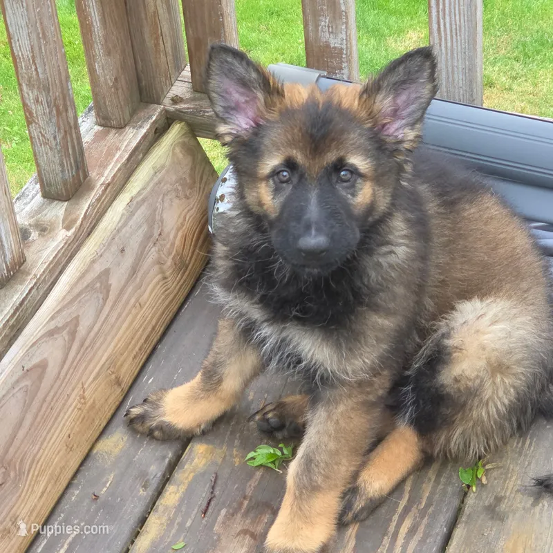 Xaden – German Shepherd Dog puppy for sale in Livingston Manor, NY