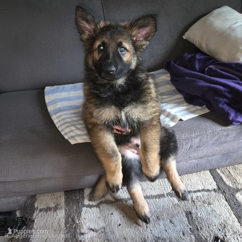 Freya – German Shepherd Dog puppy for sale in Livingston Manor, NY