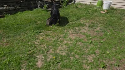 Xaden, a male German Shepherd Dog for sale in Roscoe, NY – 2 of 4