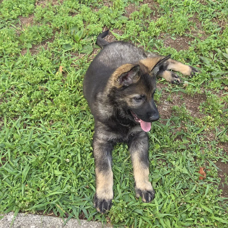 Minna – German Shepherd Dog puppy for sale in Roscoe, NY